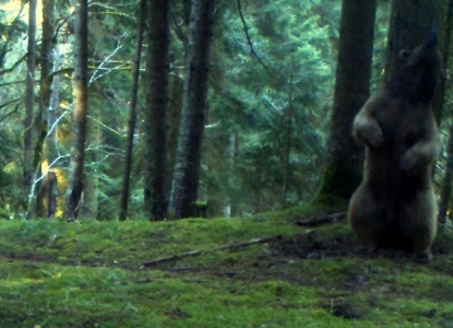ფოტოხაფანგმა "მოცეკვავე" მურა დათვი ბორჯომ-ხარაგაულის ეროვნულ პარკში დააფიქსირა
